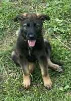 ORANGE “Orangie”, a male German Shepherd Dog and Norwegian Elkhound for sale in Shinnston, WV – 2 of 6