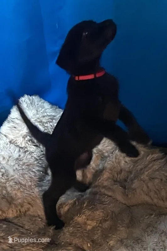 RED – German Shepherd Dog, Norwegian Elkhound puppy for sale in Shinnston, WV