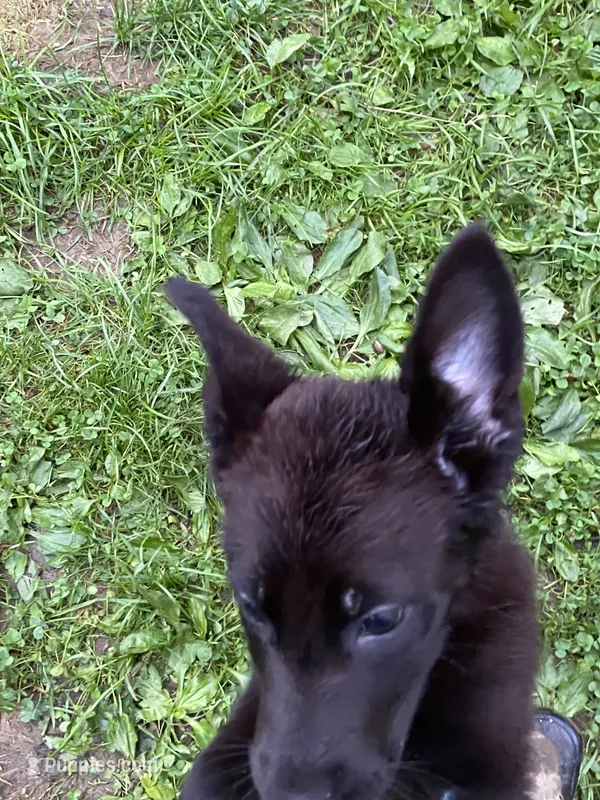 PURPLE “Princess” – German Shepherd Dog, Norwegian Elkhound puppy for sale in Shinnston, WV
