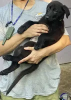 GREEN “Greenie”, a male German Shepherd Dog and Norwegian Elkhound for sale in Shinnston, WV – 1 of 2