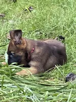 PINK “Pinkie”, a female German Shepherd Dog and Norwegian Elkhound for sale in Shinnston, WV – 2 of 4