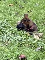 PINK “Pinkie”, a female German Shepherd Dog and Norwegian Elkhound for sale in Shinnston, WV – 3 of 4