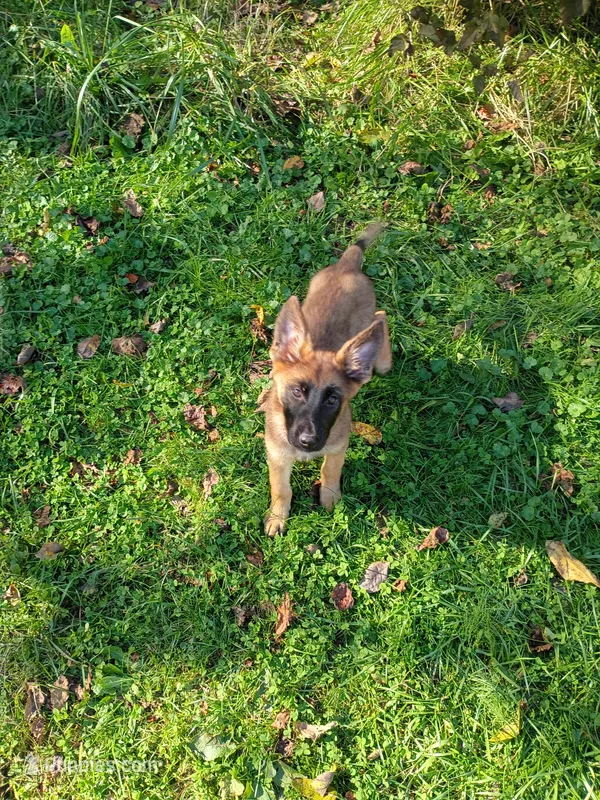 GOLD “Goldie” – German Shepherd Dog, Norwegian Elkhound puppy for sale in Shinnston, WV