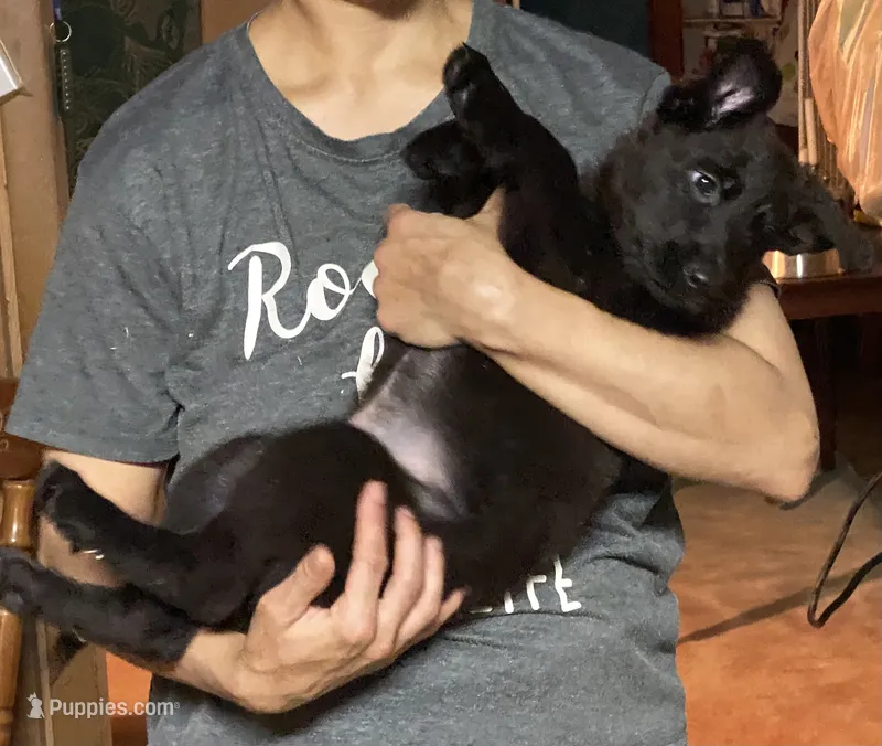 PURPLE “Princess” – German Shepherd Dog, Norwegian Elkhound puppy for sale in Shinnston, WV