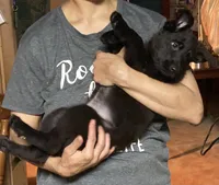 PURPLE “Princess”, a female German Shepherd Dog and Norwegian Elkhound for sale in Shinnston, WV – 1 of 6