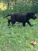 PURPLE “Princess”, a female German Shepherd Dog and Norwegian Elkhound for sale in Shinnston, WV – 2 of 6
