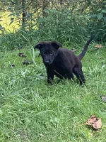 PURPLE “Princess”, a female German Shepherd Dog and Norwegian Elkhound for sale in Shinnston, WV – 4 of 6