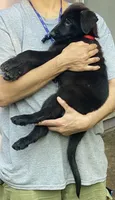 RED, a female German Shepherd Dog and Norwegian Elkhound for sale in Shinnston, WV – 5 of 6
