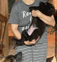 PURPLE “Princess”, a female German Shepherd Dog and Norwegian Elkhound for sale in Shinnston, WV – 3 of 6