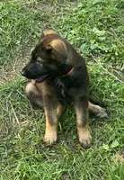 ORANGE “Orangie”, a male German Shepherd Dog and Norwegian Elkhound for sale in Shinnston, WV – 4 of 6