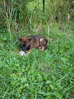 GOLD “Goldie”, a female German Shepherd Dog and Norwegian Elkhound for sale in Shinnston, WV – 3 of 3
