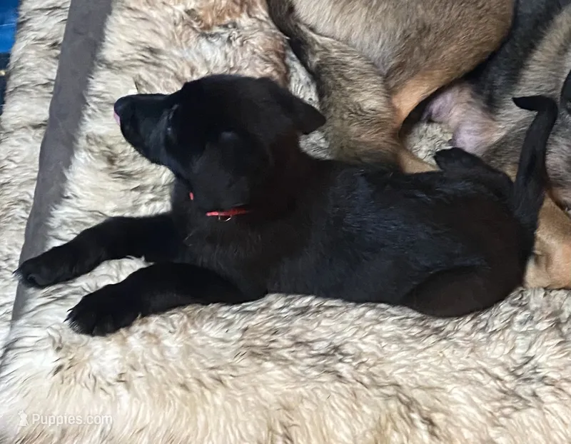RED – German Shepherd Dog, Norwegian Elkhound puppy for sale in Shinnston, WV
