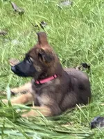 PINK “Pinkie”, a female German Shepherd Dog and Norwegian Elkhound for sale in Shinnston, WV – 1 of 4
