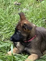 PINK “Pinkie”, a female German Shepherd Dog and Norwegian Elkhound for sale in Shinnston, WV – 4 of 4