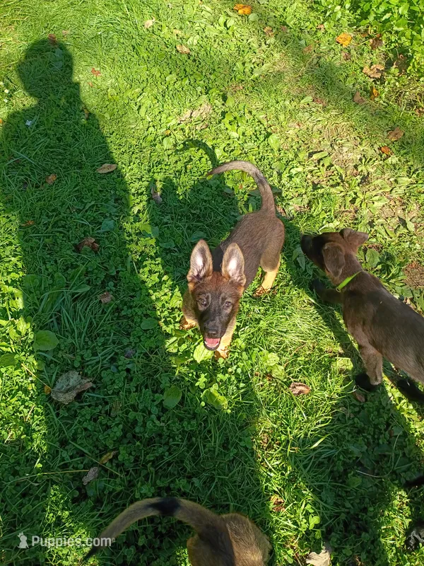 PINK “Pinkie” – German Shepherd Dog, Norwegian Elkhound puppy for sale in Shinnston, WV