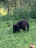 PURPLE “Princess”, a female German Shepherd Dog and Norwegian Elkhound for sale in Shinnston, WV – 6 of 6