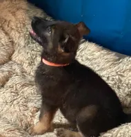 ORANGE “Orangie”, a male German Shepherd Dog and Norwegian Elkhound for sale in Shinnston, WV – 5 of 6