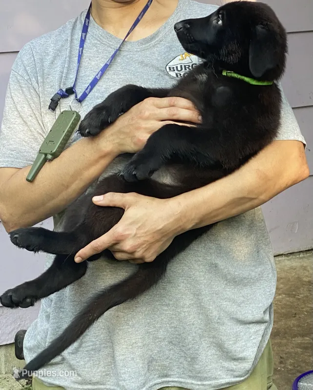 GREEN “Greenie” – German Shepherd Dog, Norwegian Elkhound puppy for sale in Shinnston, WV
