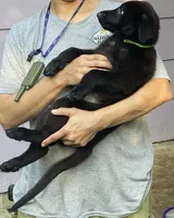 GREEN “Greenie”, a male German Shepherd Dog and Norwegian Elkhound for sale in Shinnston, WV – 2 of 2