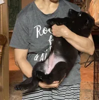 PURPLE “Princess”, a female German Shepherd Dog and Norwegian Elkhound for sale in Shinnston, WV – 5 of 6