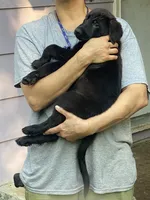 RED, a female German Shepherd Dog and Norwegian Elkhound for sale in Shinnston, WV – 4 of 6