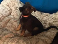 ORANGE “Orangie”, a male German Shepherd Dog and Norwegian Elkhound for sale in Shinnston, WV – 3 of 6