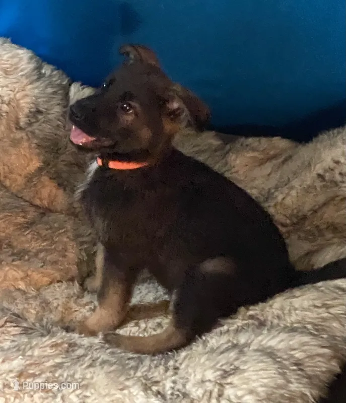ORANGE “Orangie” – German Shepherd Dog, Norwegian Elkhound puppy for sale in Shinnston, WV
