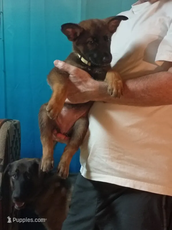 GOLD “Goldie” – German Shepherd Dog, Norwegian Elkhound puppy for sale in Shinnston, WV