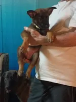 GOLD “Goldie”, a female German Shepherd Dog and Norwegian Elkhound for sale in Shinnston, WV – 1 of 3