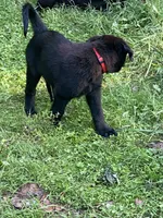 RED, a female German Shepherd Dog and Norwegian Elkhound for sale in Shinnston, WV – 3 of 6