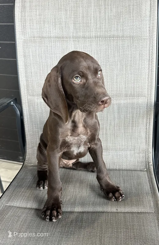 Twix – German Shorthaired Pointer puppy for sale in Sanford, NC