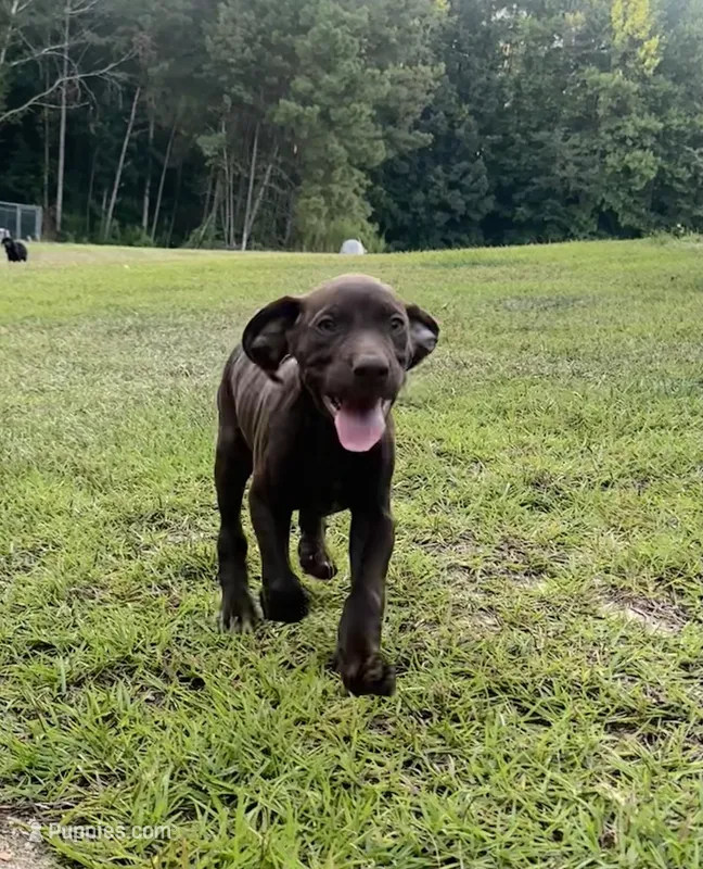 Twix – German Shorthaired Pointer puppy for sale in Sanford, NC