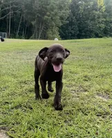 Twix, a male German Shorthaired Pointer for sale in Sanford, NC – 1 of 4
