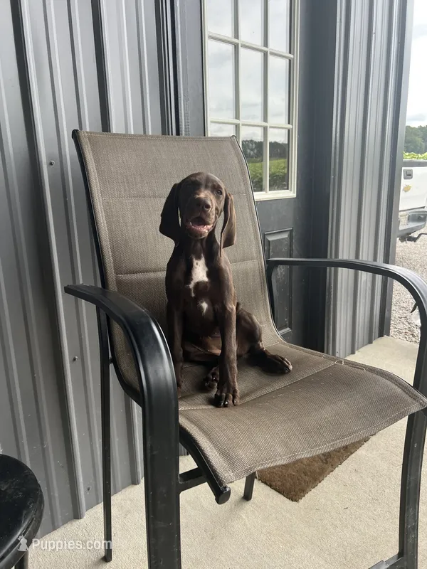 Reese – German Shorthaired Pointer puppy for sale in Sanford, NC