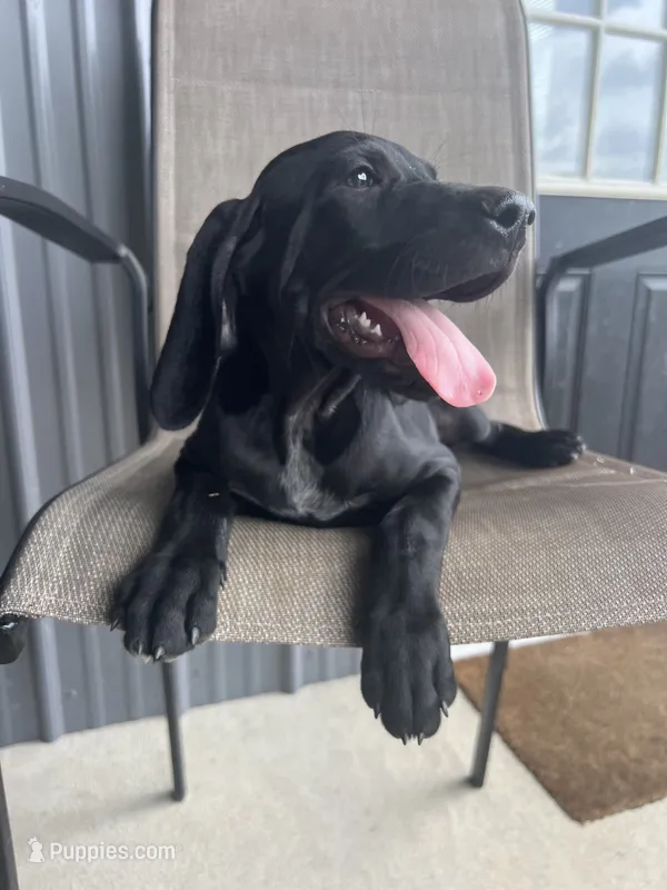 Mounds – German Shorthaired Pointer puppy for sale in Sanford, NC