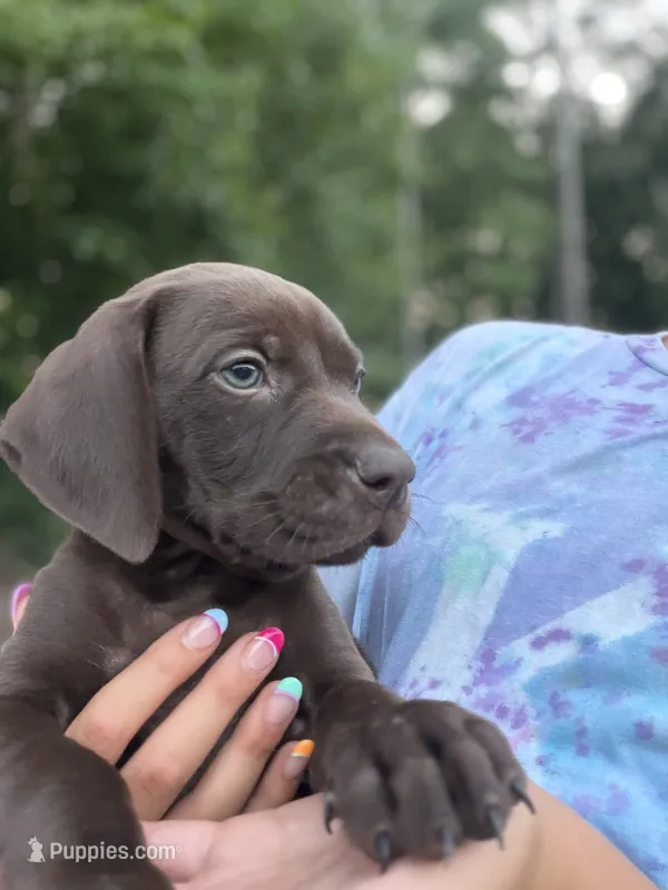 Twix – German Shorthaired Pointer puppy for sale in Sanford, NC