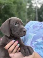 Twix, a male German Shorthaired Pointer for sale in Sanford, NC – 2 of 4