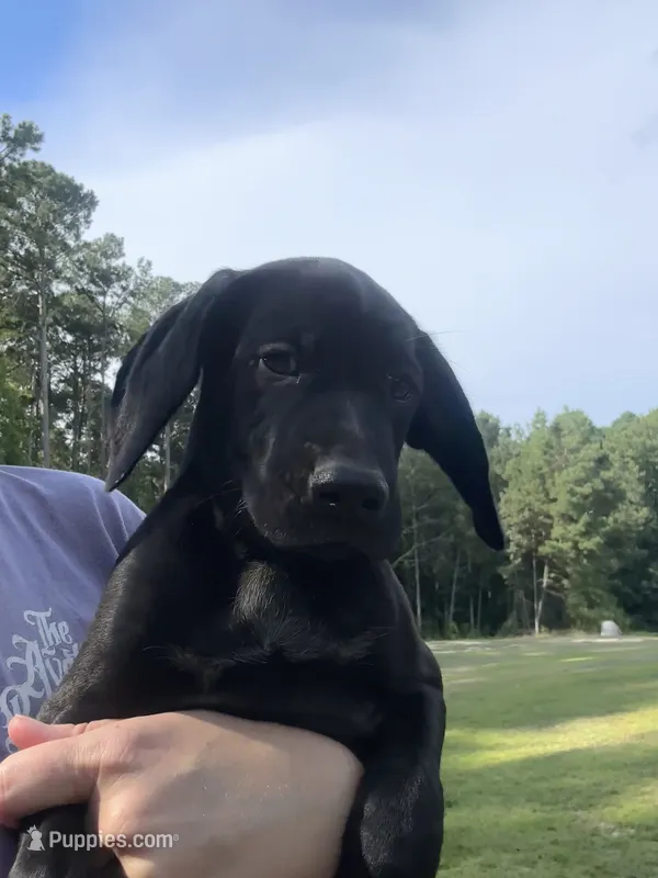 Snickers – German Shorthaired Pointer puppy for sale in Sanford, NC