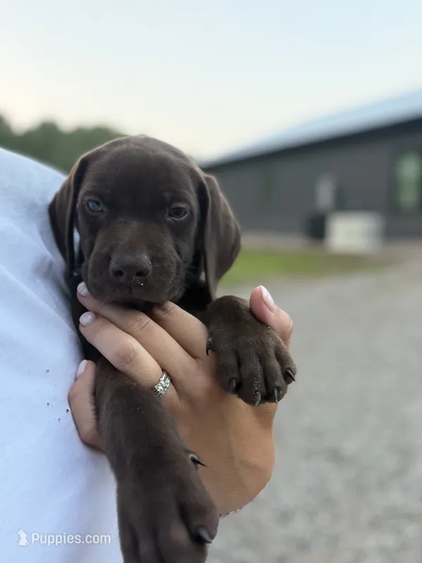 Reese – German Shorthaired Pointer puppy for sale in Sanford, NC