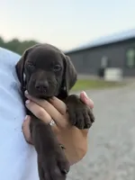 Reese, a female German Shorthaired Pointer for sale in Sanford, NC – 1 of 2