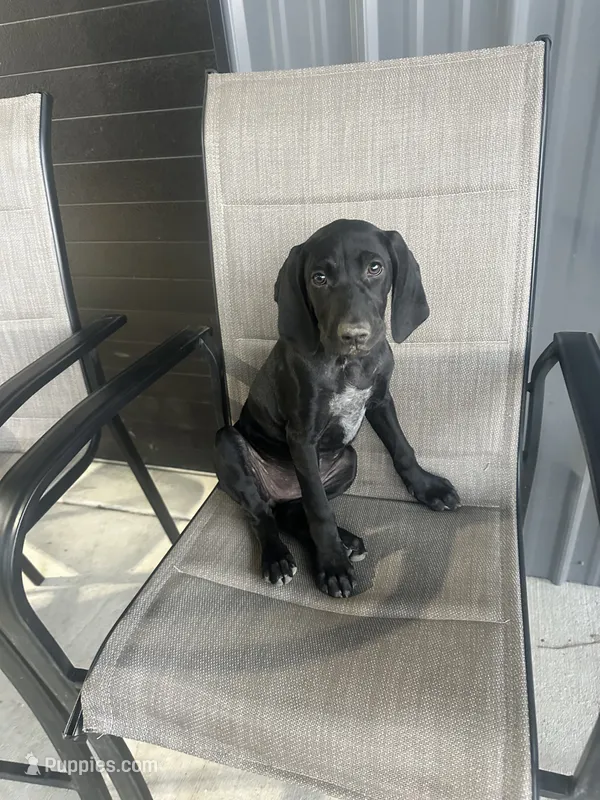 Snickers – German Shorthaired Pointer puppy for sale in Sanford, NC