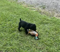 Snickers, a female German Shorthaired Pointer for sale in Sanford, NC – 2 of 3