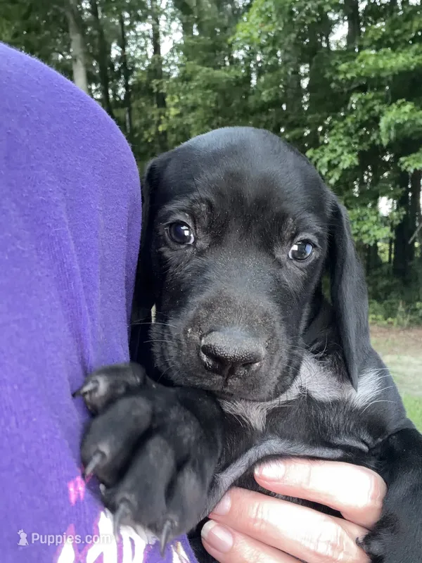Mounds – German Shorthaired Pointer puppy for sale in Sanford, NC