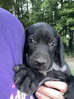 Mounds, a male German Shorthaired Pointer for sale in Sanford, NC – 1 of 3