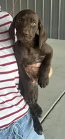 Twix, a male German Shorthaired Pointer for sale in Sanford, NC – 3 of 4