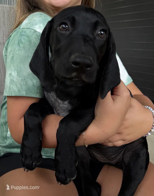 Snickers – German Shorthaired Pointer puppy for sale in Sanford, NC