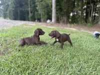 Reese, a female German Shorthaired Pointer for sale in Sanford, NC – 2 of 2