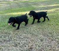 Snickers, a female German Shorthaired Pointer for sale in Sanford, NC – 3 of 3