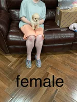 PollyAnn, a female Poodle - Toy  for sale in Pontotoc, MS – 4 of 9
