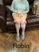 Robin, a male Poodle - Toy  for sale in Pontotoc, MS – Photo 5 of 5